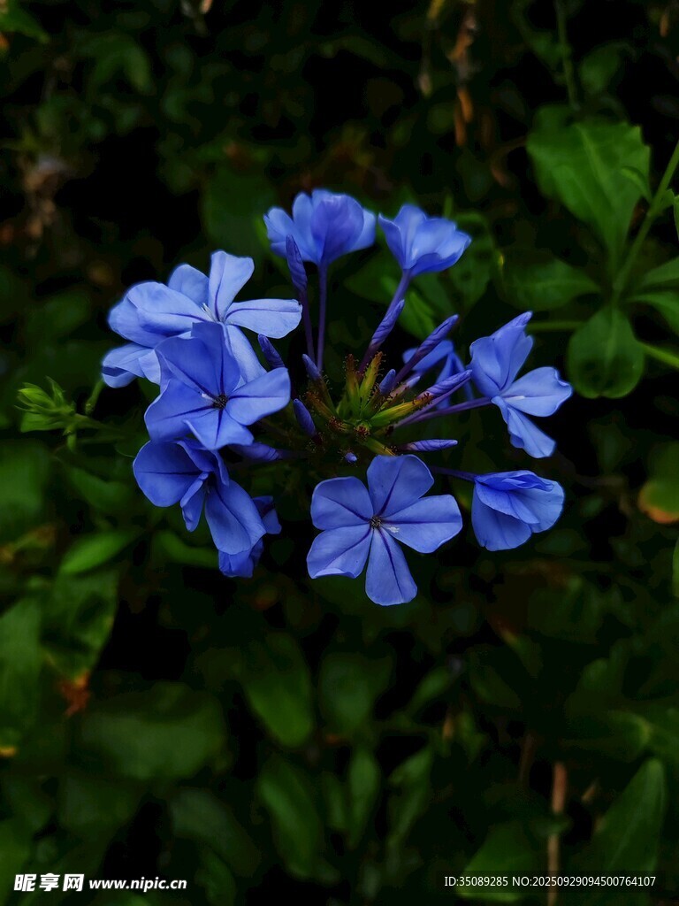 蓝花绽放于绿叶间