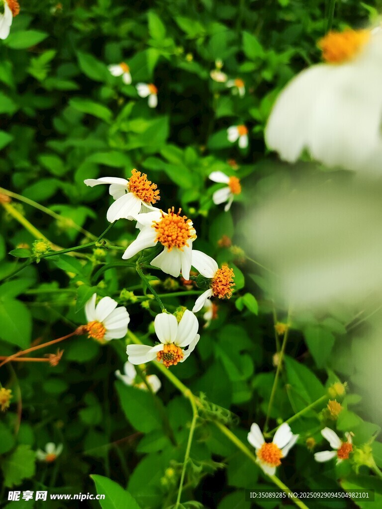 绿叶间绽放的白色小花