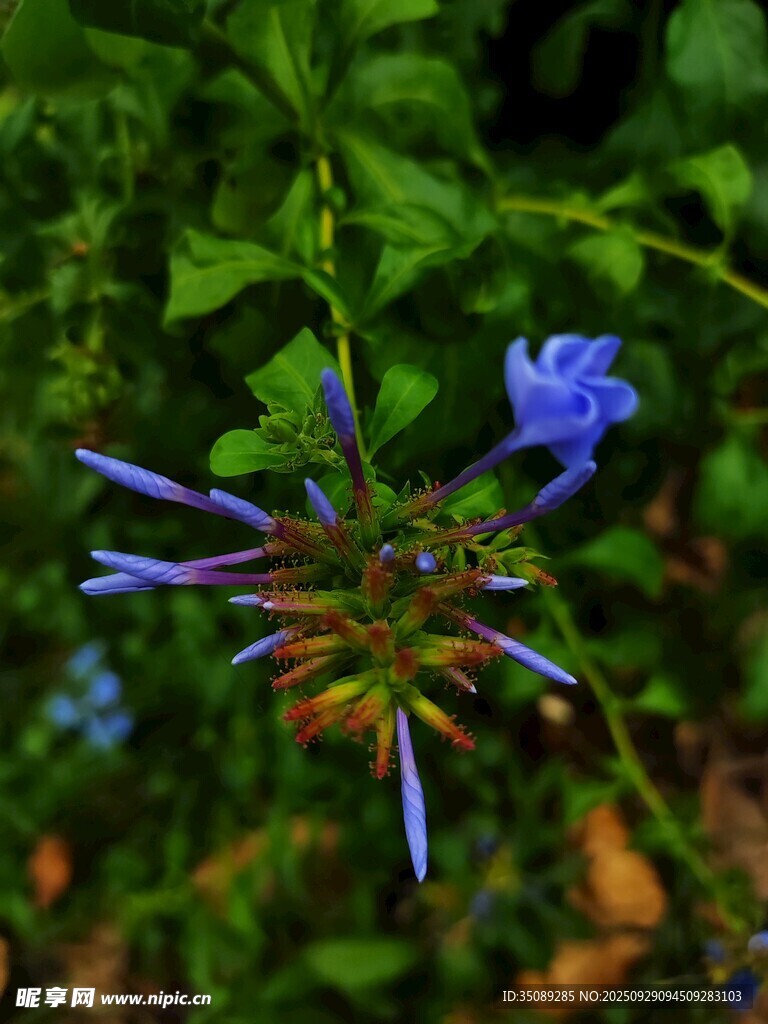 蓝花绽放于绿叶间