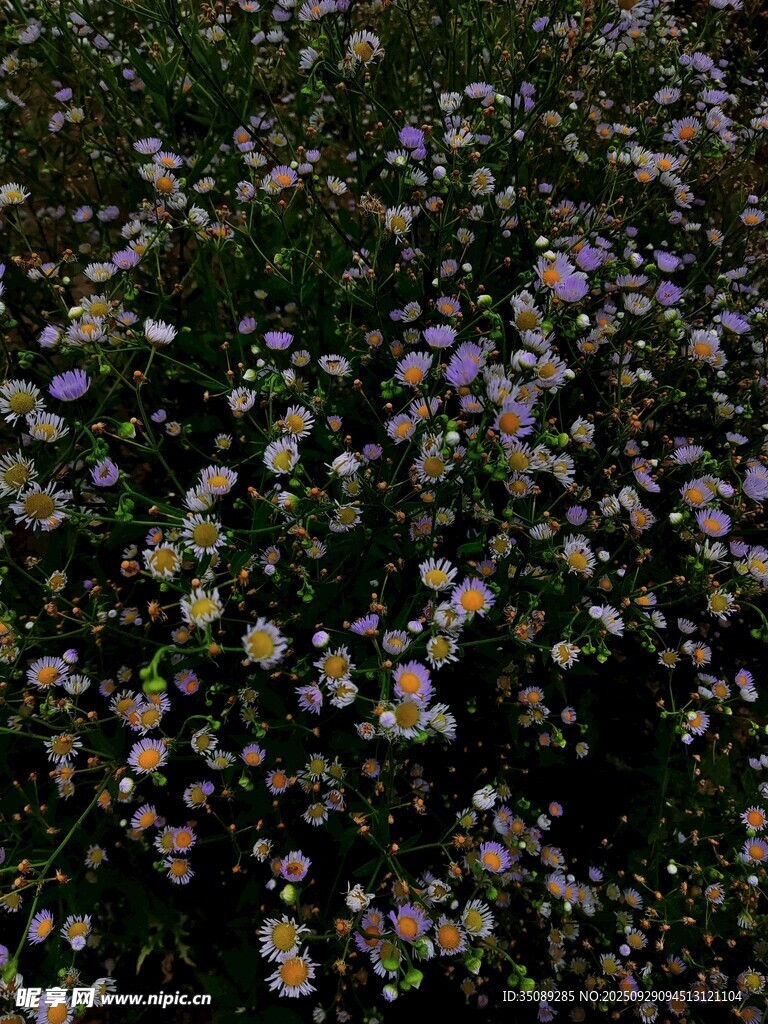 缤纷小花绽放的美丽图景