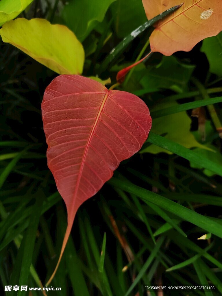 心形红叶生于翠绿草丛中