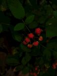 红果绿叶的植物特写