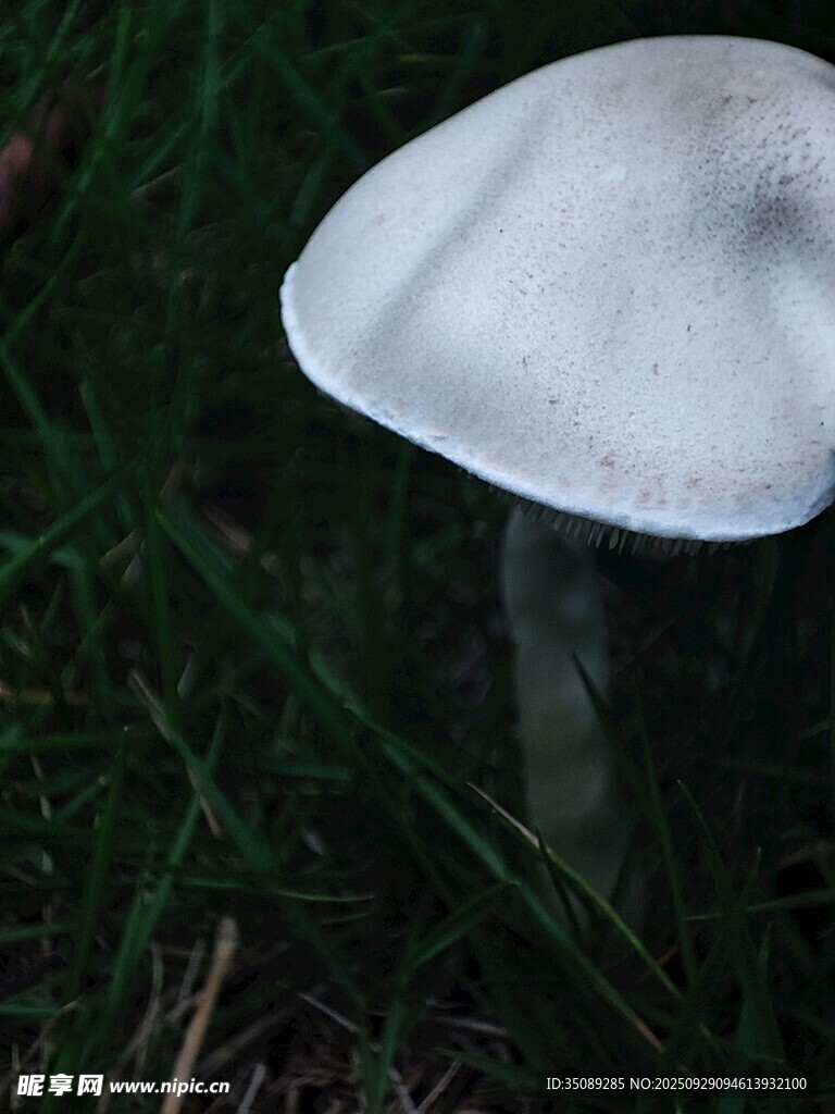 草地上的白色蘑菇