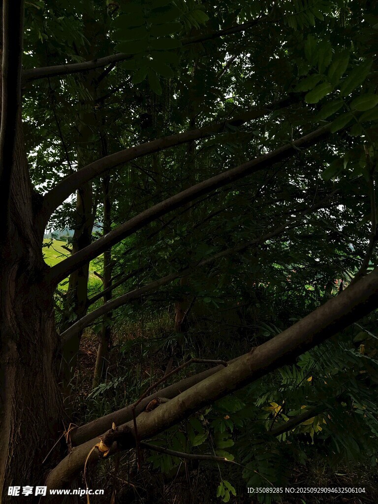 森林中交错的繁茂树枝