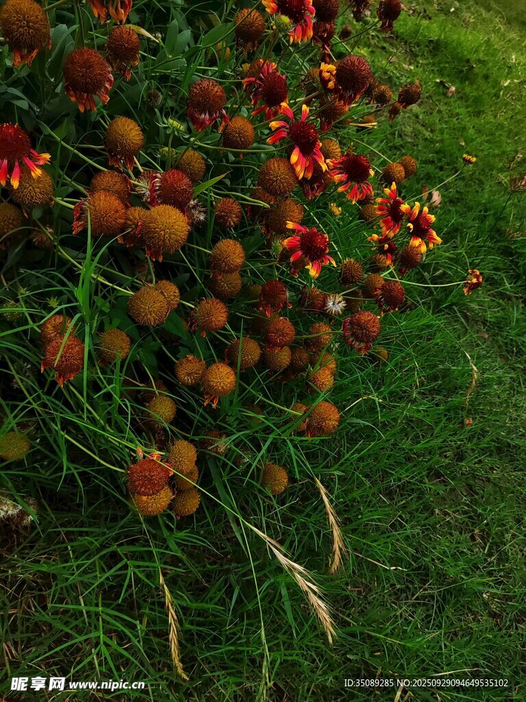 地上鲜艳多彩的果实花卉