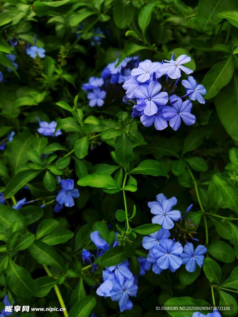 蓝花绽放于翠绿叶片间