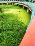 河道长满绿色水生植物