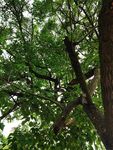 繁茂绿树枝叶间的自然景致