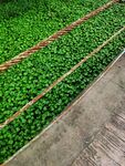绿植墙铺设现场