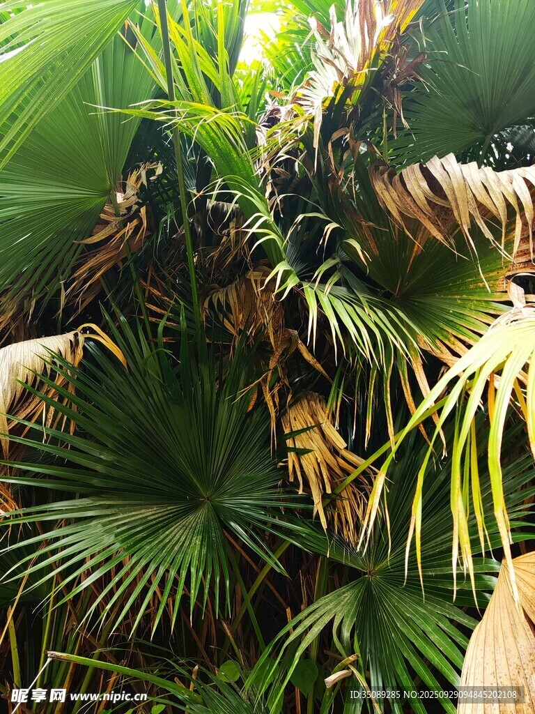 热带棕榈植物景观