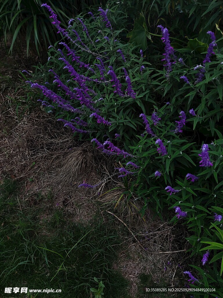 紫色花卉绽放于草丛间