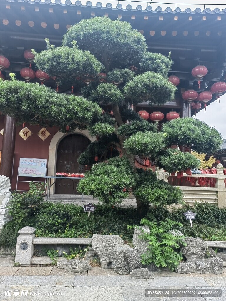 盆景