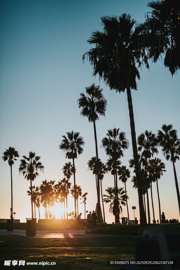 夕阳下的棕榈树剪影