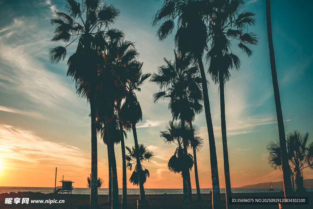 夕阳下的棕榈树美景