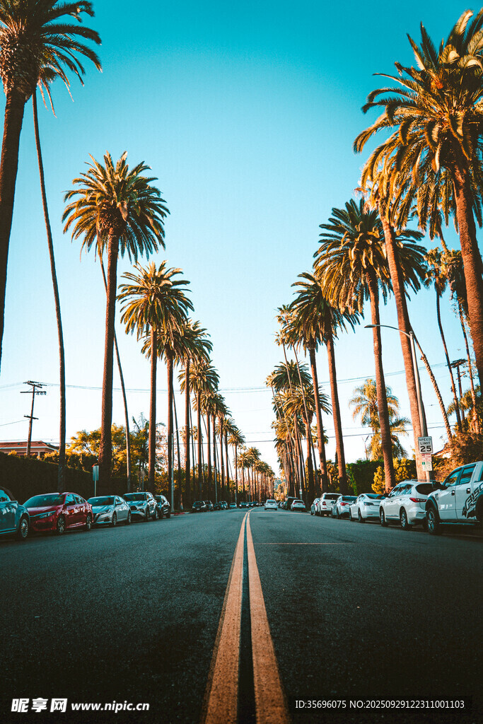 棕榈树成排的美丽道路