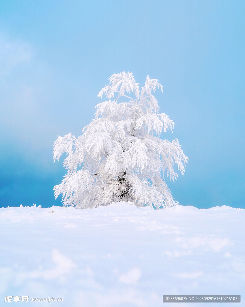 雪覆孤树的冬日美景