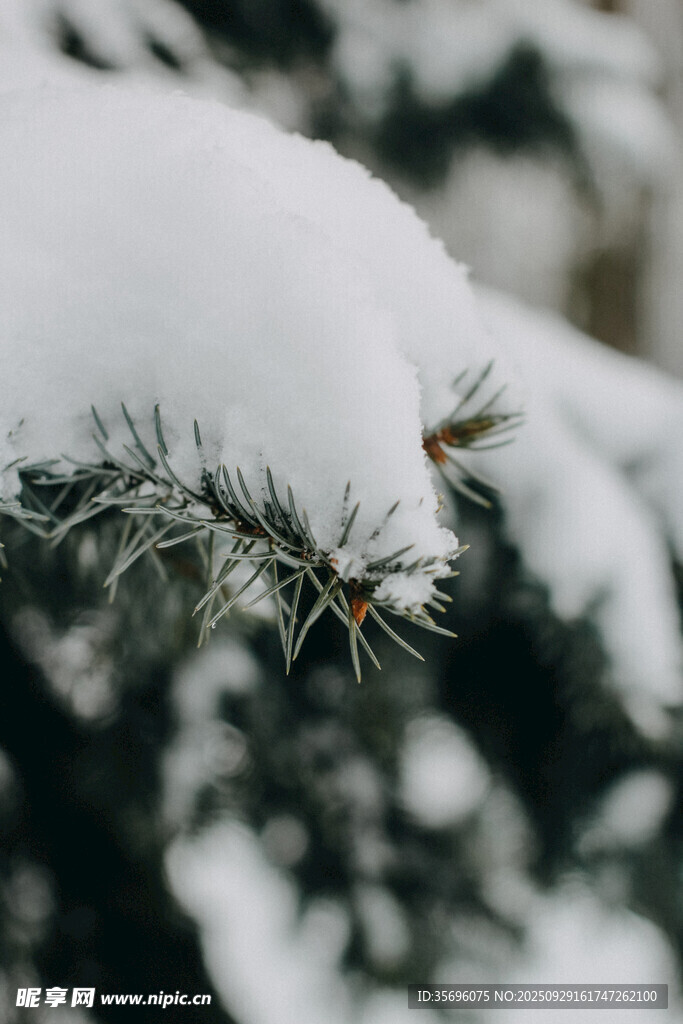 雪覆松枝的冬日景致