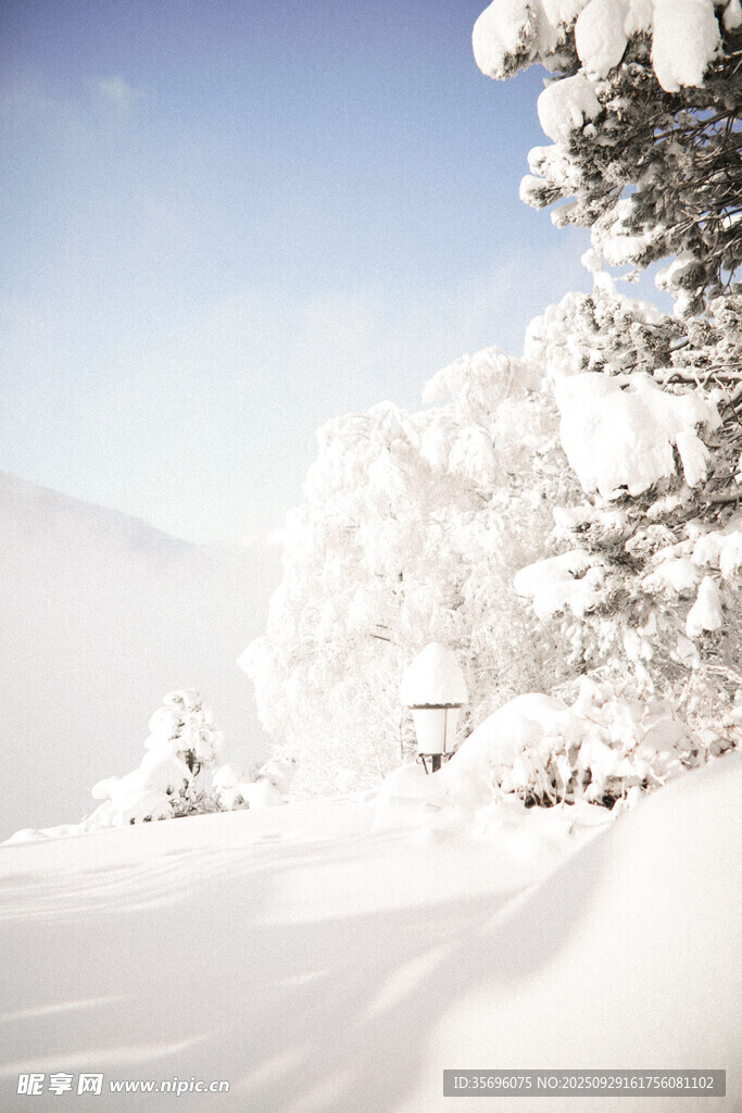 冬日雪景中的银白树木