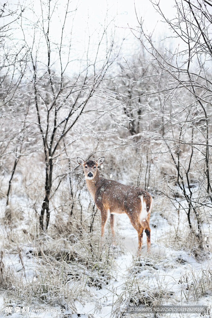 雪地中的小鹿