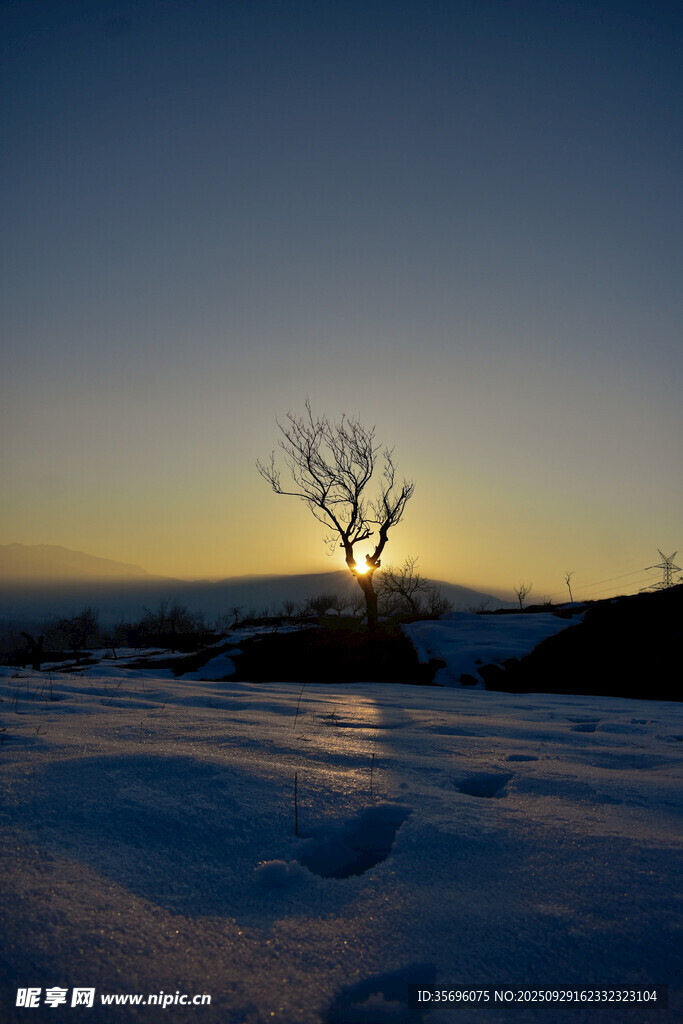 雪地孤树的黄昏美景