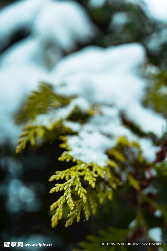 雪覆翠绿松针特写