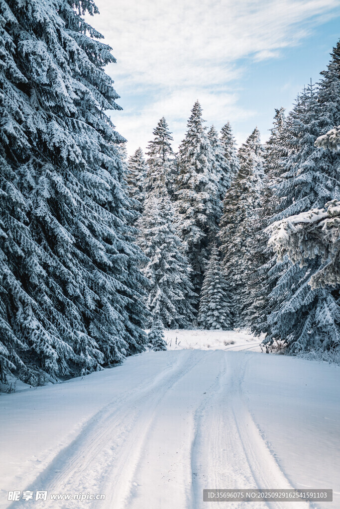 冬日雪林滑雪道美景