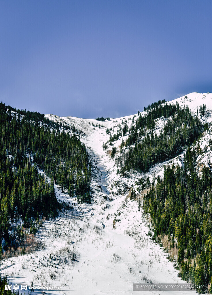 雪山松林美景