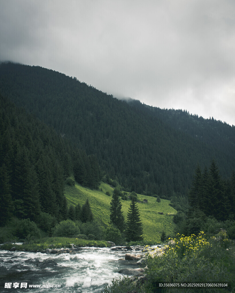 山间溪流旁的葱郁景致