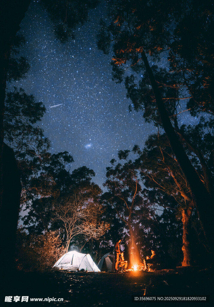 森林中露营的璀璨星空