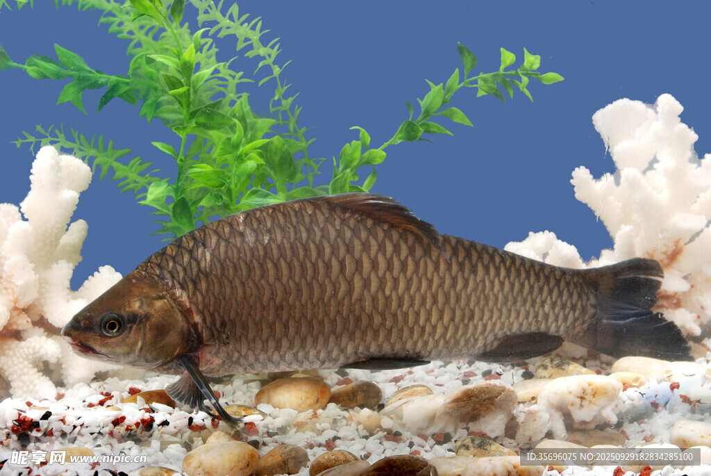 水族箱中的条纹鱼