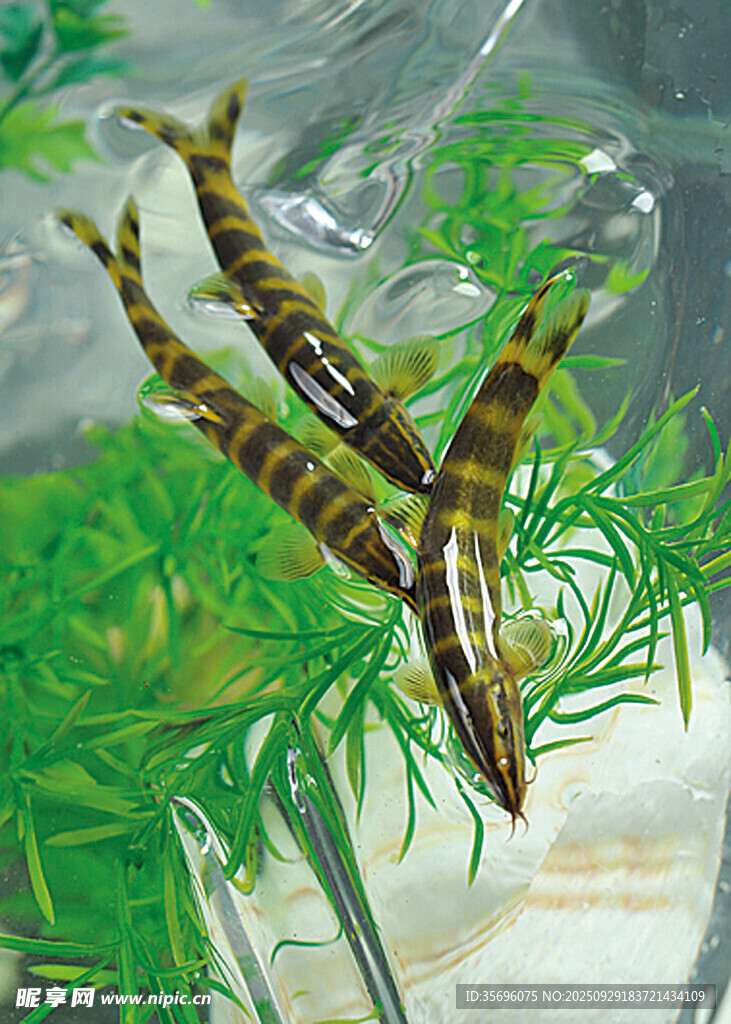 水族箱中的条纹观赏鱼