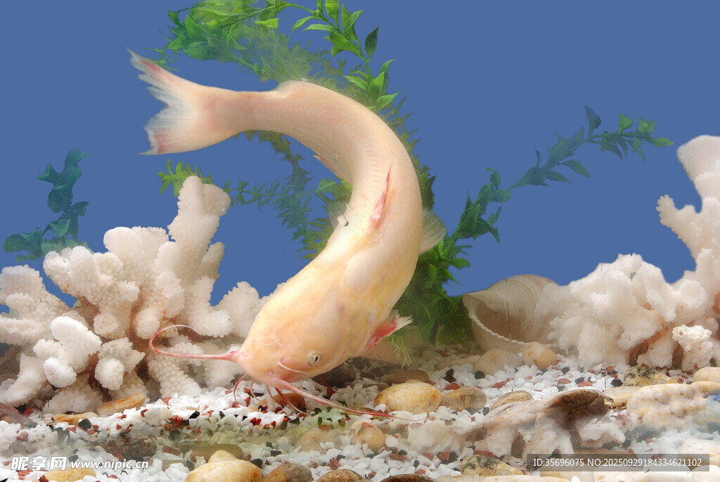  海鲜菜品 