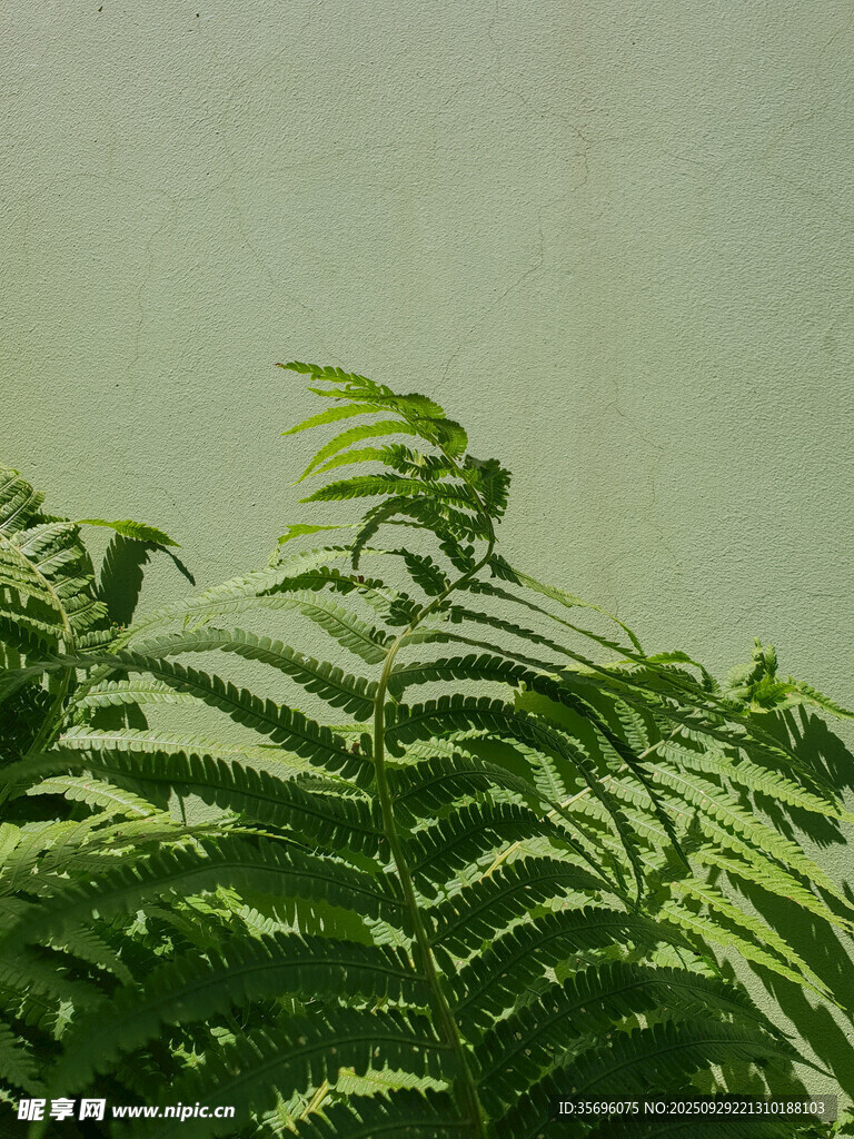 翠绿蕨类植物生机盎然