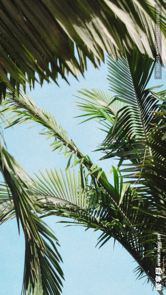 仰拍葱郁棕榈树蓝天景致