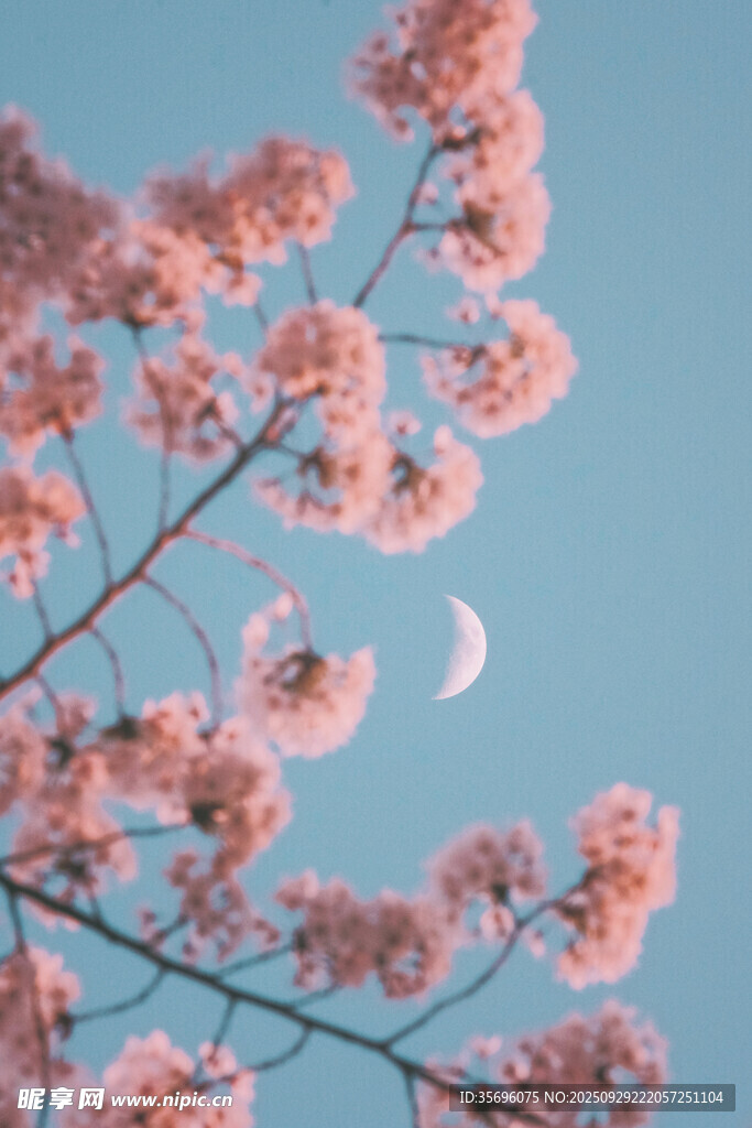 月下粉樱绽放