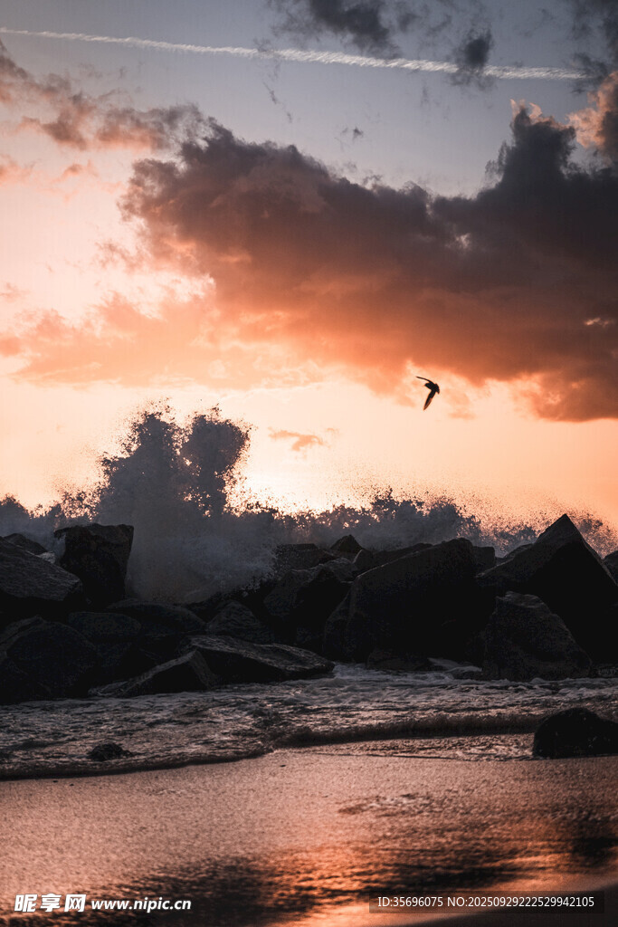 夕阳下飞鸟掠过波光水面