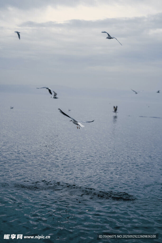 海面上飞翔的群鸟