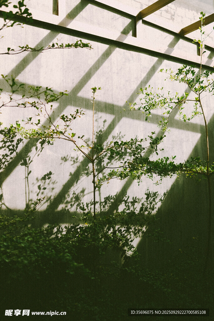 温室中的绿植生机盎然