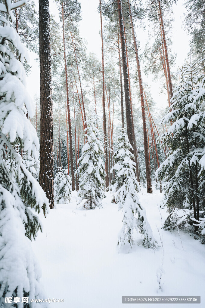 雪覆松林的冬日静谧景象