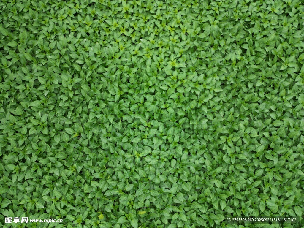 翠绿繁茂的草地背景