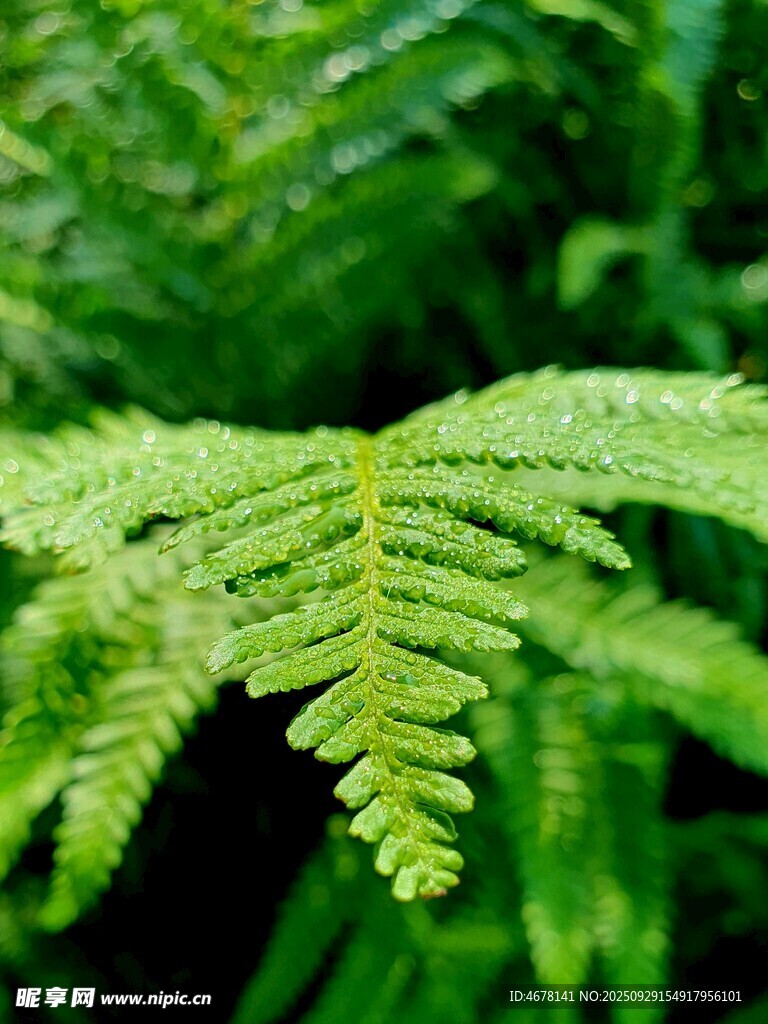 带露珠的翠绿蕨类叶片
