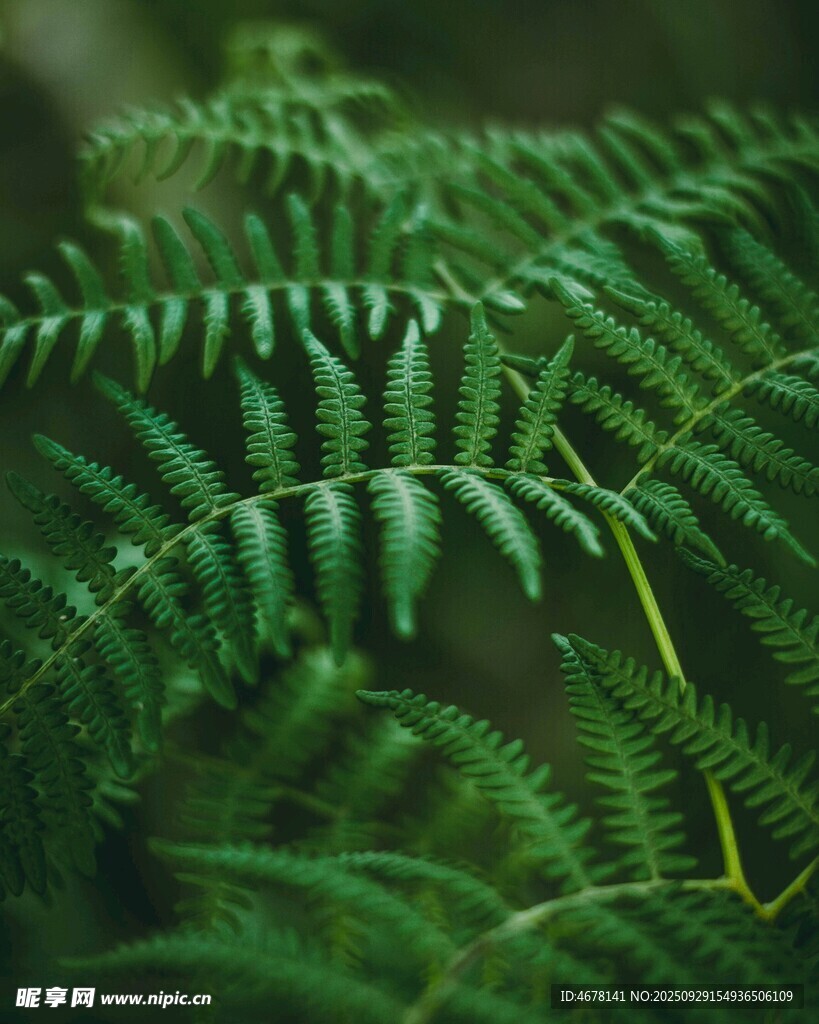 翠绿蕨类植物叶片特写