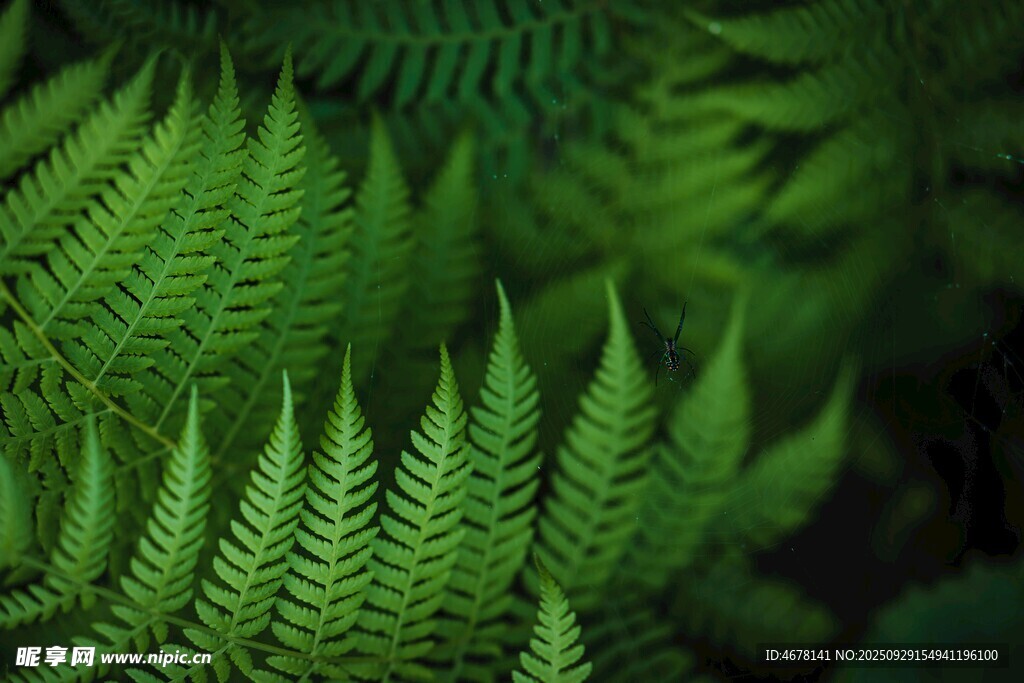 翠绿蕨类植物特写