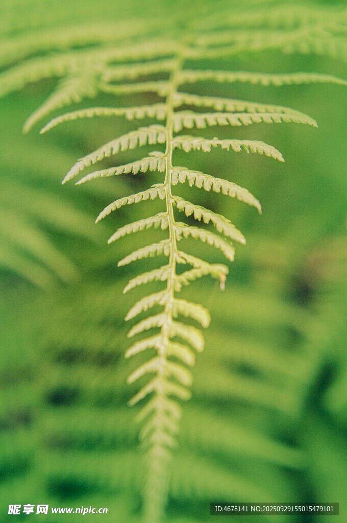 翠绿蕨类植物特写