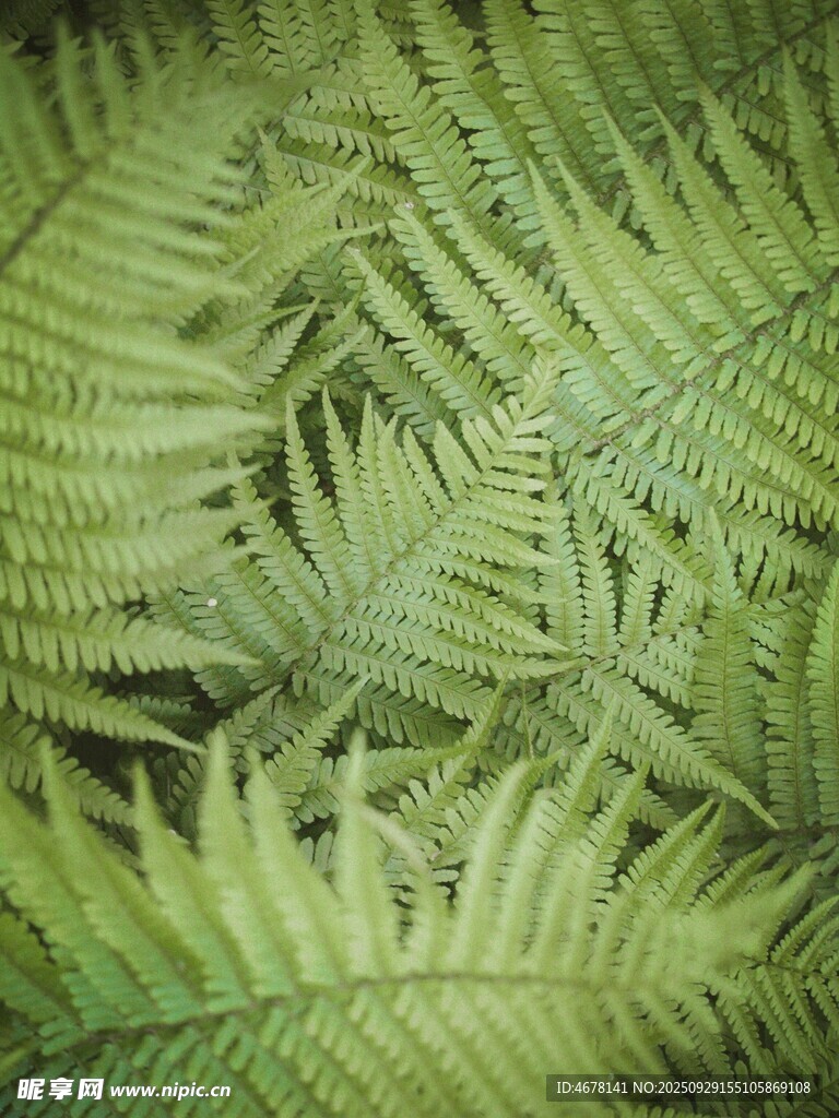 翠绿蕨类叶片特写