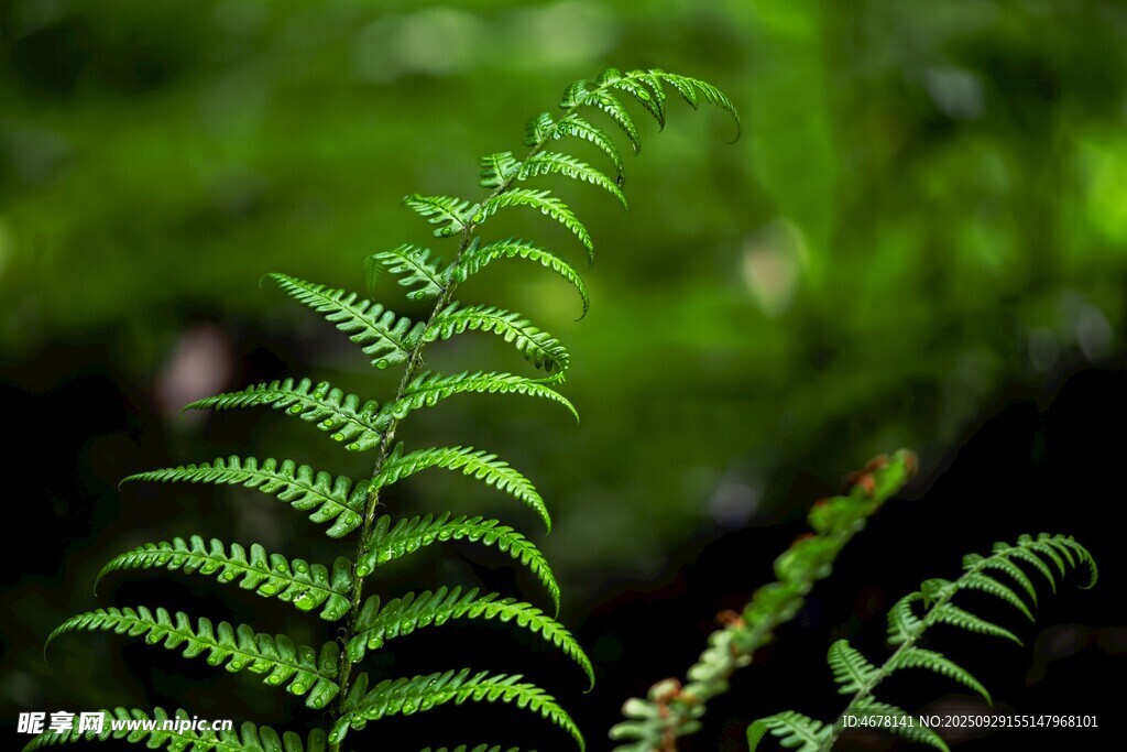 翠绿蕨类植物特写