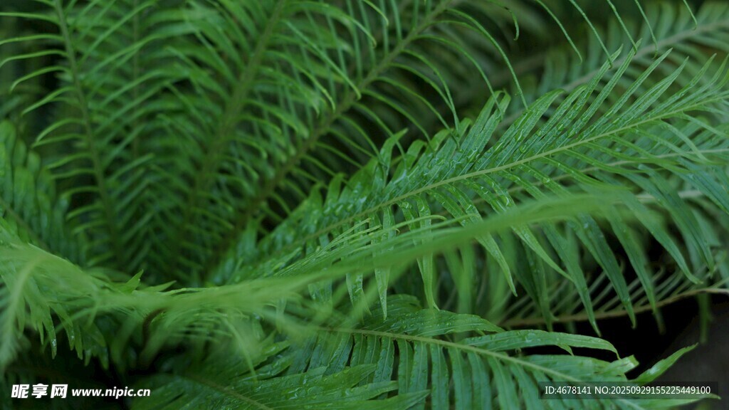 翠绿蕨类植物特写