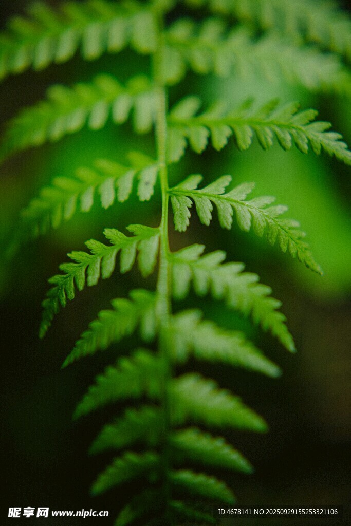 翠绿蕨叶特写