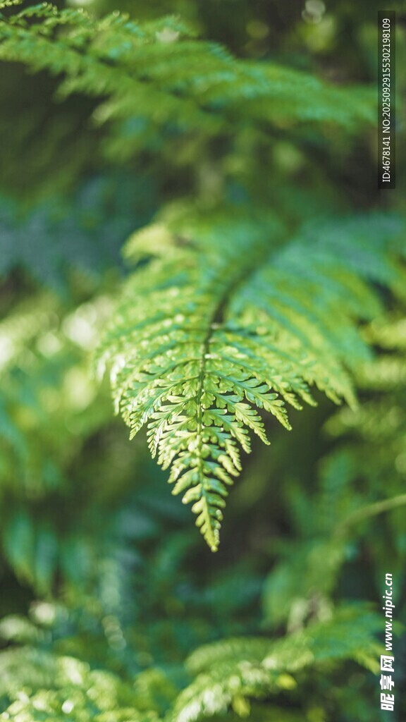 翠绿蕨类植物特写
