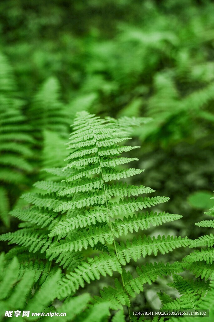 翠绿蕨类植物特写